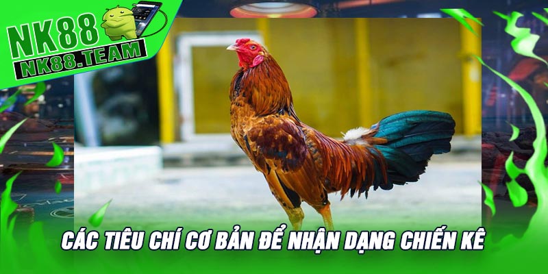 Các Tiêu Chí Cơ Bản Để Nhận Dạng Chiến Kê