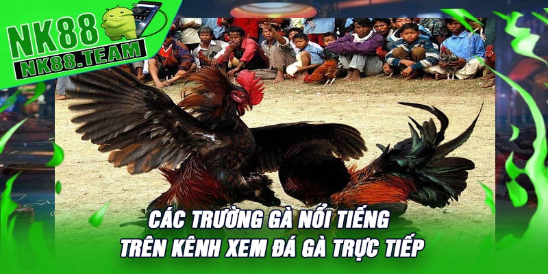 Các Trường Gà Nổi Tiếng Trên Kênh Xem Đá Gà Trực Tiếp