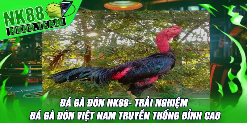 Đá Gà Đòn NK88- Trải Nghiệm Đá Gà Đòn Việt Nam Truyền Thống Đỉnh Cao