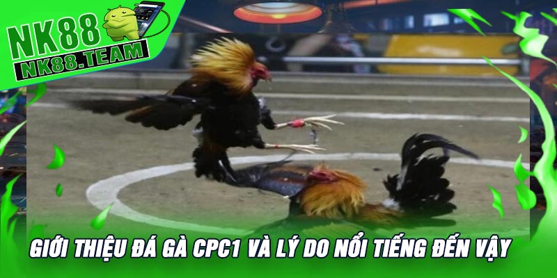 Giới Thiệu Đá Gà CPC1 Và Lý Do Nổi Tiếng Đến Vậy