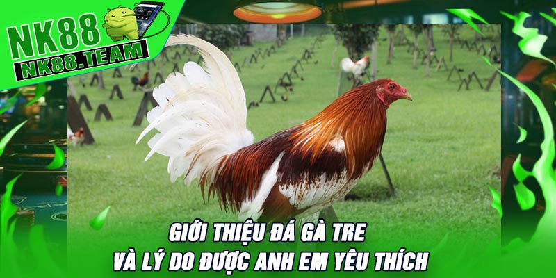 Giới Thiệu Đá Gà Tre Và Lý Do Được Anh Em Yêu Thích