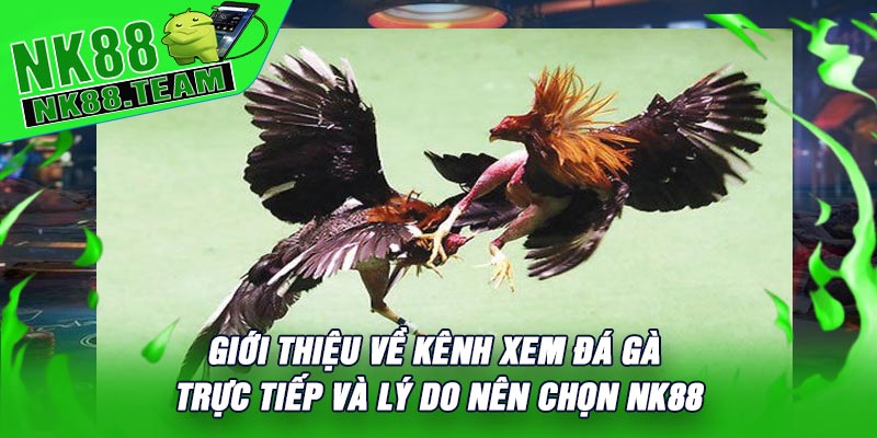 Giới Thiệu Về Kênh Xem Đá Gà Trực Tiếp Và Lý Do Nên Chọn NK88