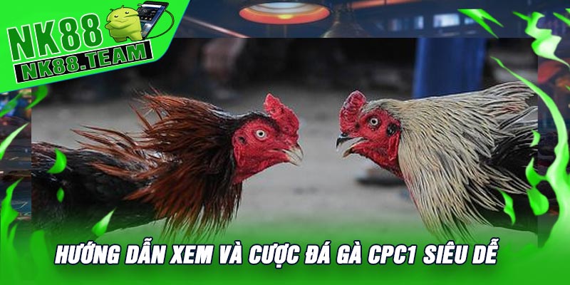 Hướng Dẫn Xem Và Cược Đá Gà CPC1 Siêu Dễ