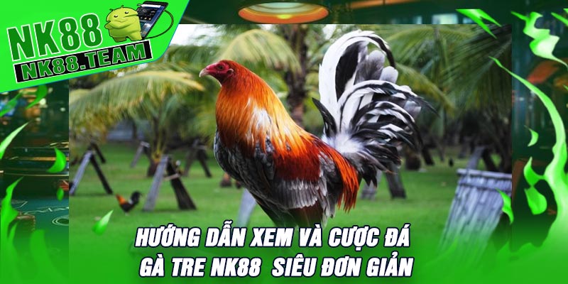 Hướng Dẫn Xem Và Cược Đá Gà Tre NK88 Siêu Đơn Giản