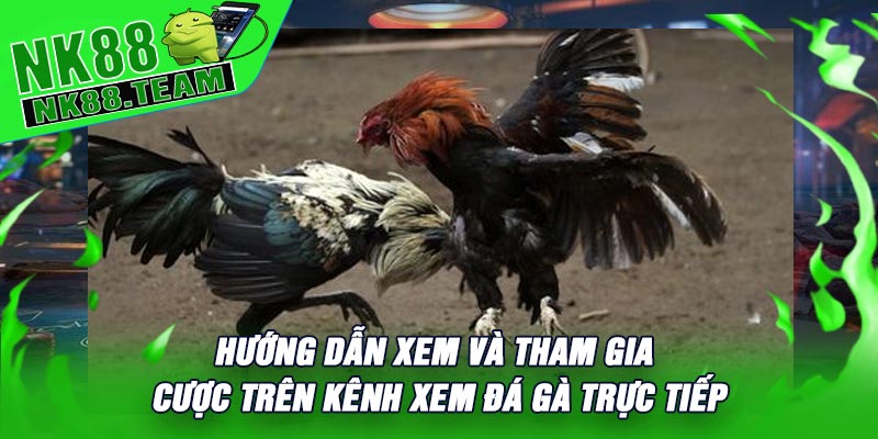 Hướng Dẫn Xem Và Tham Gia Cược Trên Kênh Xem Đá Gà Trực Tiếp