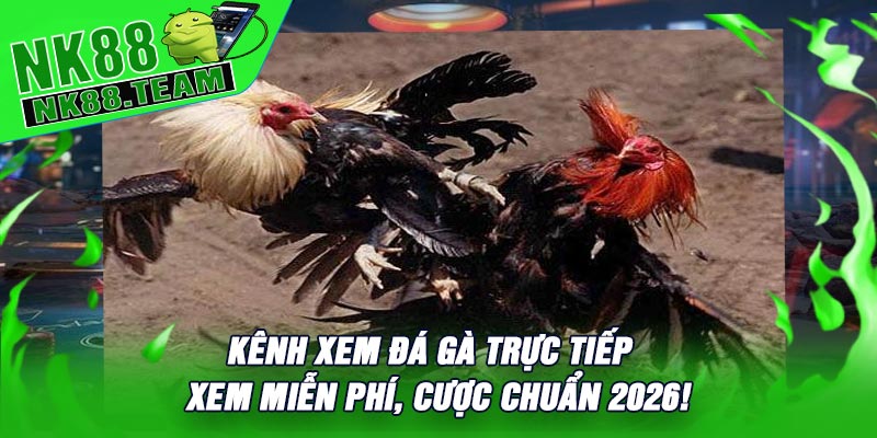 Kênh Xem Đá Gà Trực Tiếp – Xem Miễn Phí, Cược Chuẩn 2026!