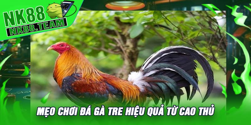 Mẹo Chơi Đá Gà Tre Hiệu Quả Từ Cao Thủ