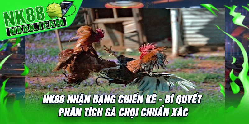 NK88 Nhận Dạng Chiến Kê - Bí Quyết Phân Tích Gà Chọi Chuẩn Xác