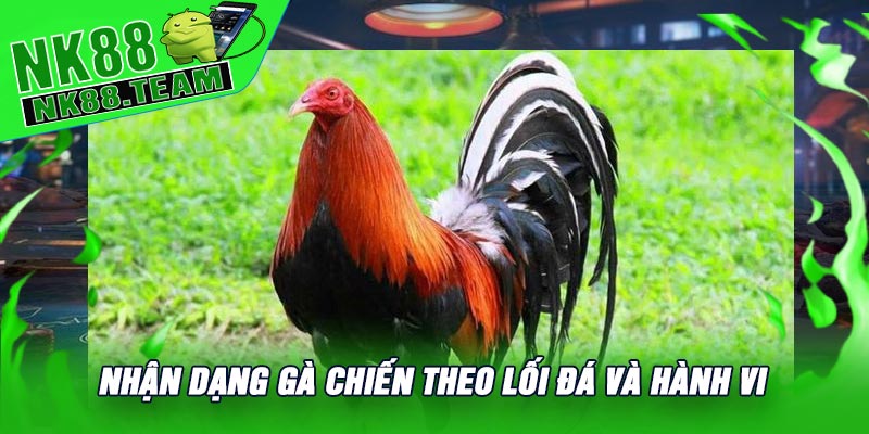 Nhận Dạng Gà Chiến Theo Lối Đá Và Hành Vi